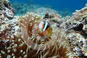 PREMNAS BIACULEATUSÃ¯Â¼ËAmphiprioninaeÃ¯Â¼â° photo